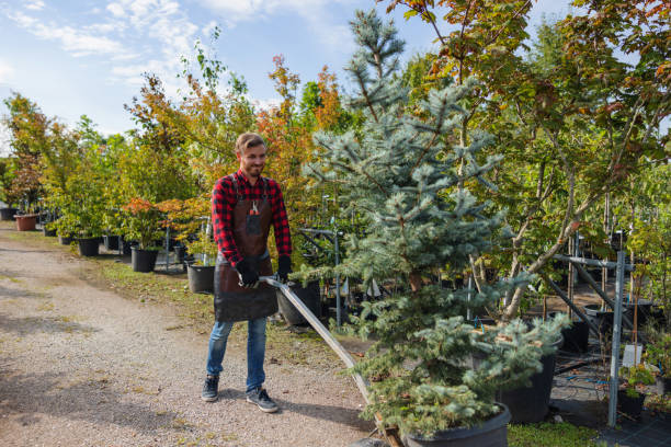 Best Tree Removal Services  in Fabens, TX